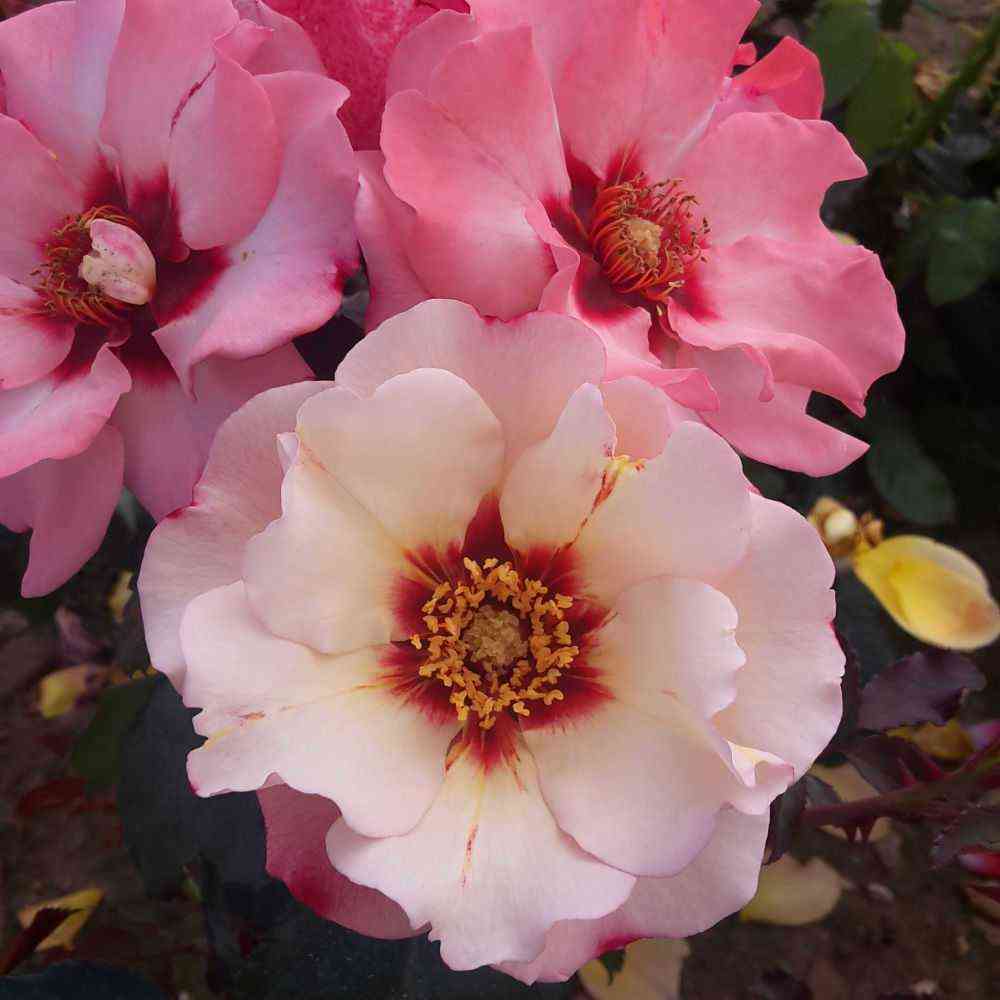 allesar-princessa-fenikijskaya_optimized.jpg Алиссар Принцесса Финикийская (Alissar Princess of Phoenicia)