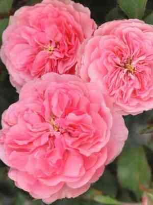 Аллюр Винтерджюел (Allure Winterjewel)