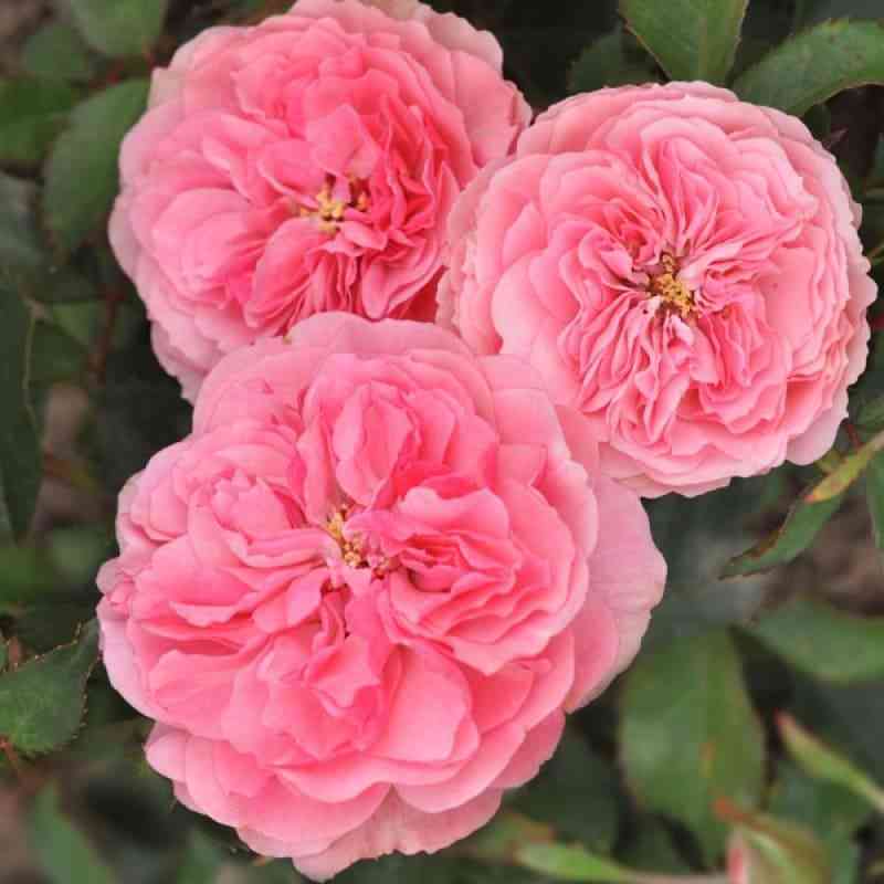 allyur-vinterdzhevel.jpg Аллюр Винтерджюел (Allure Winterjewel)