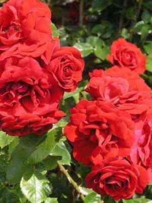 Амадеус (Amadeus)