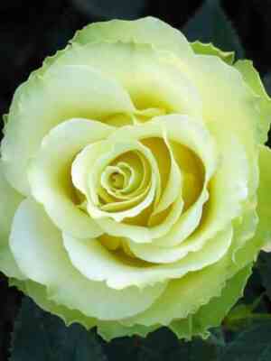 amandina.jpg Амандина (Amandine)