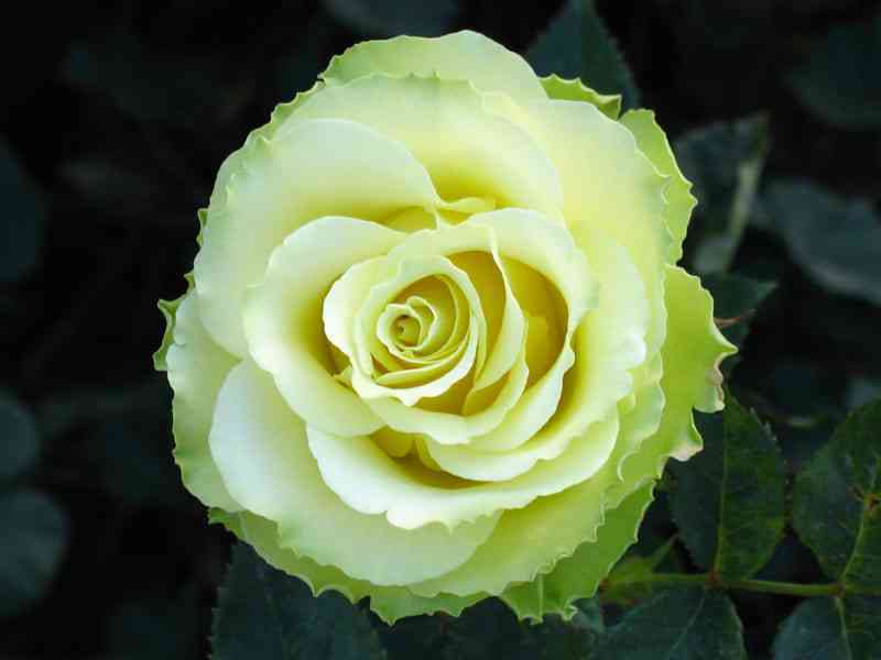 Амандина (Amandine)