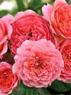 amandinshanel_amandinechanel_optimized.jpg Амандин Шанель (Amandine Chanel)