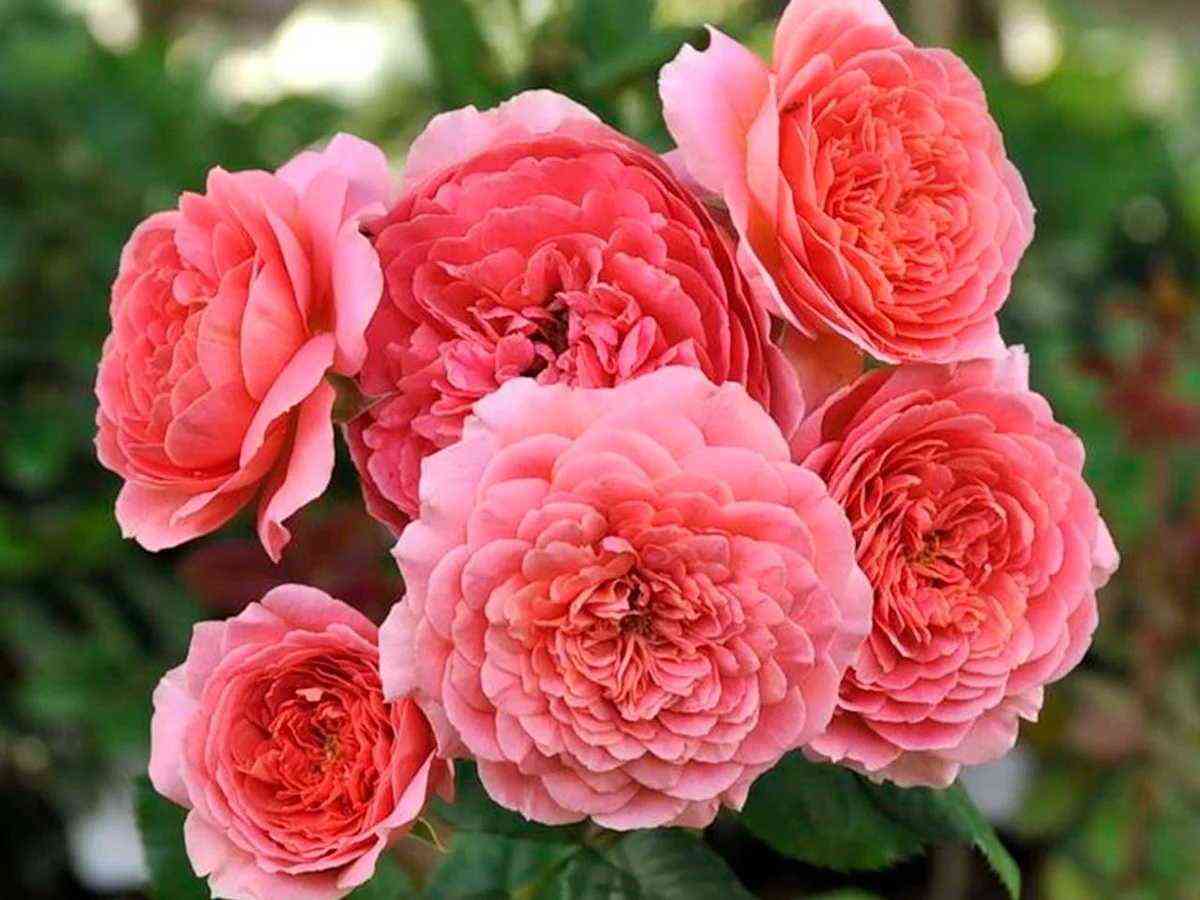 Амандин Шанель (Amandine Chanel)