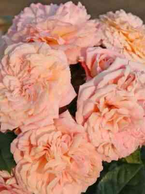 Амаретто (Amaretto)