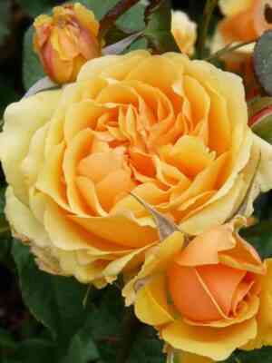 Амбер Куин (Amber Queen)