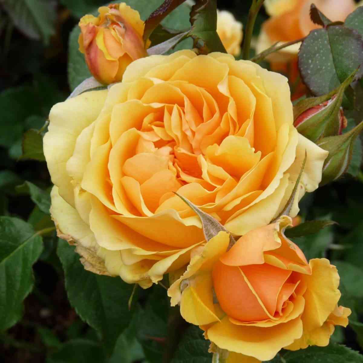 Амбер Куин (Amber Queen)