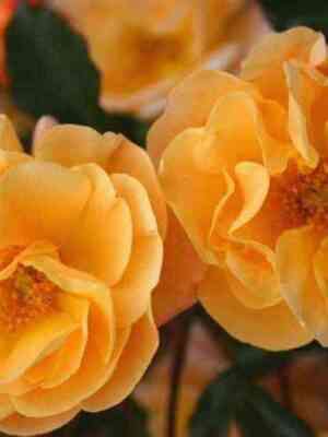 amber-san_optimized.jpg Амбер Сан (Amber Sun)