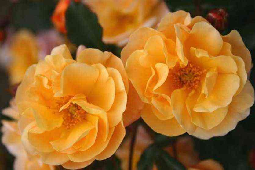 Амбер Сан (Amber Sun)