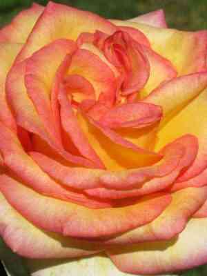 ambians.jpg Амбианс (Ambiance)