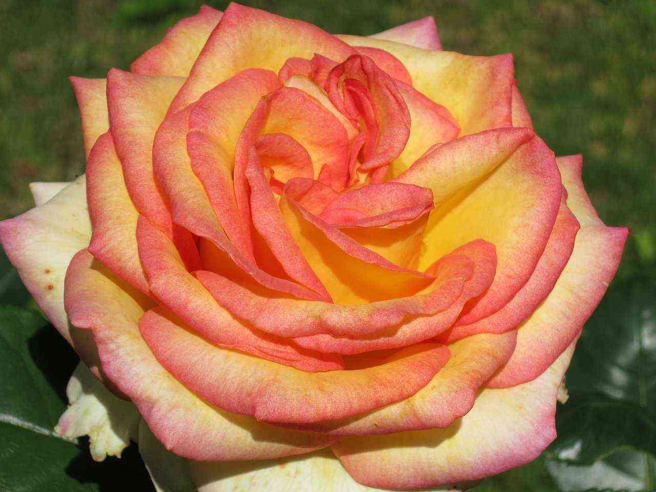 ambians.jpg Амбианс (Ambiance)