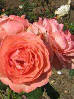 ameliya-renesans_optimized.jpg Амелия Ренессанс (Amelia Renaissance)