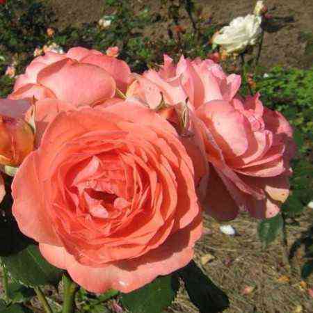 Амелия Ренессанс (Amelia Renaissance)