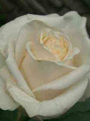 Амелия (Amelia)