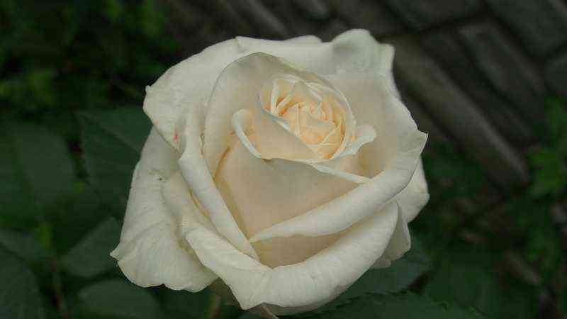 Амелия (Amelia)