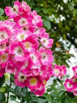 Американ Пиллар (American Pillar)