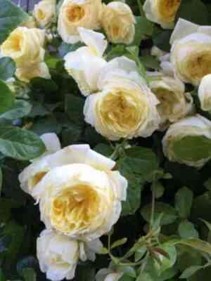 Амнести Интернешнл (Amnesty International)