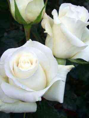 Анастасия (Anastasia)