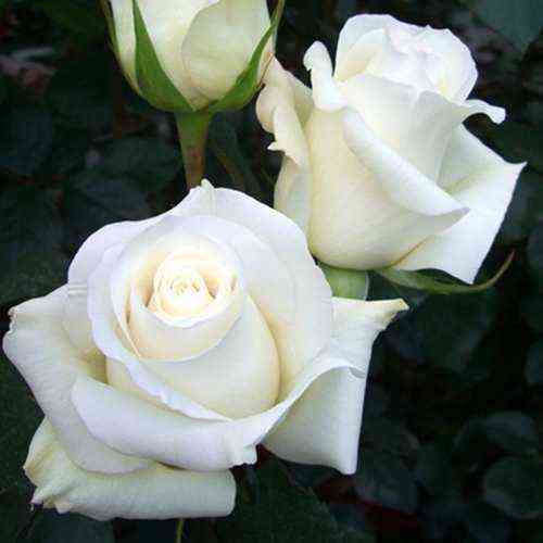 Анастасия (Anastasia)