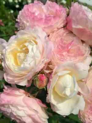 Андре Брише (André Brichet)