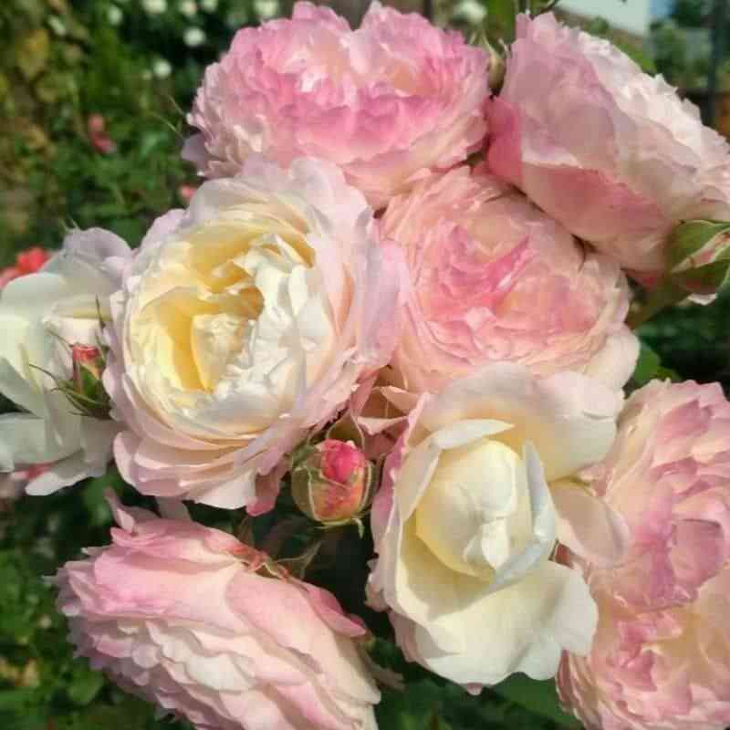 andre-brishe.jpg Андре Брише (André Brichet)