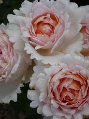 Андре ле Нотр (Andre Le Notre)