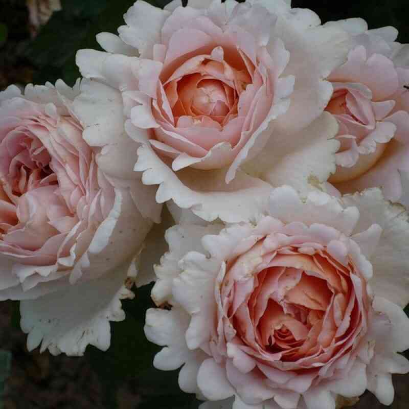 andre-le-notr-andre-le-notre_optimized.jpg Андре ле Нотр (Andre Le Notre)