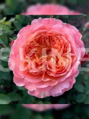 andre_tyurka_andre_turcat.jpg Андрэ Тюрка (Andre Turcat)