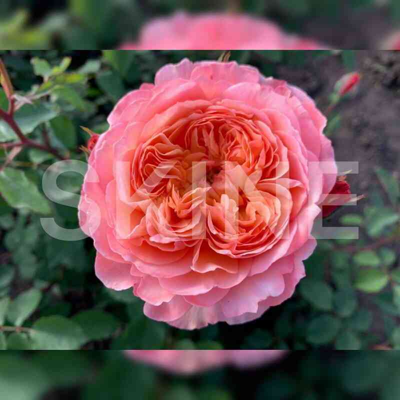 Андрэ Тюрка (Andre Turcat)