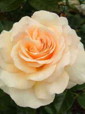 andzhi_optimized.jpg Телетон/Анжи (Telethon/Angie)