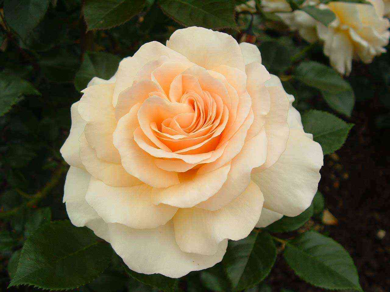 andzhi_optimized.jpg Телетон/Анжи (Telethon/Angie)