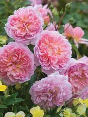 anna-bolejn.jpg Анна Болейн (Anne Boleyn)