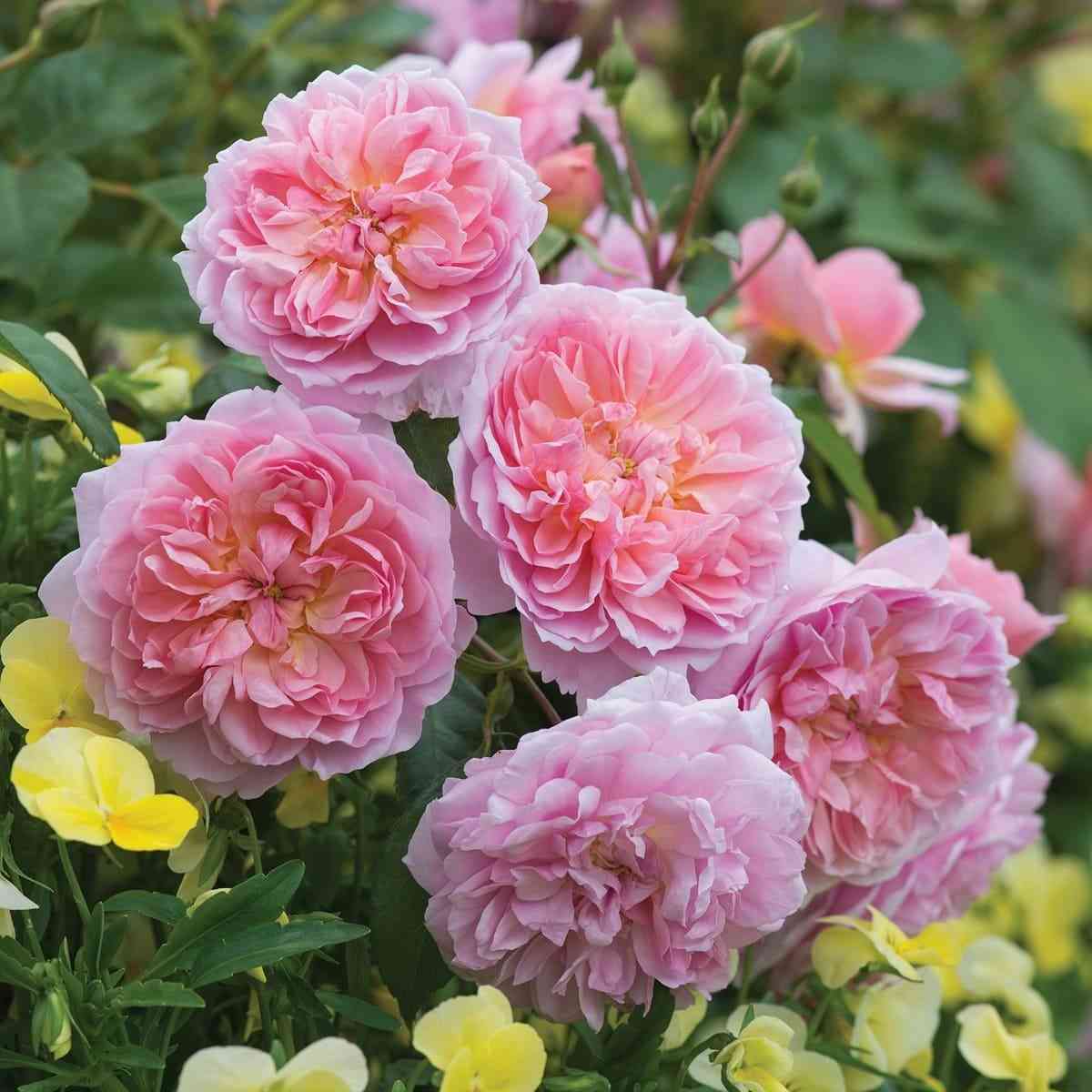 Анна Болейн (Anne Boleyn)