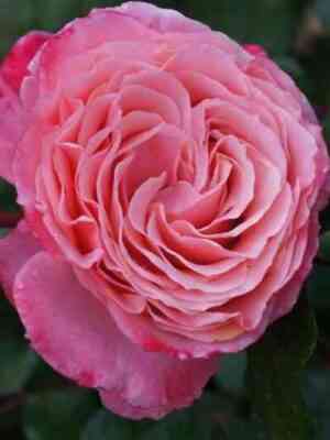 anna-sofi-pik-anne-sophie-pic_optimized.jpg Анна-Софи Пик (Anne-Sophie Pic)