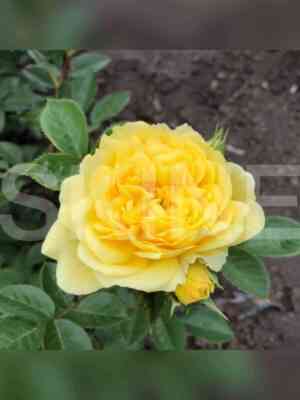 anni_dyuprej.jpg Анни Дюпрей (Anny Duperey)