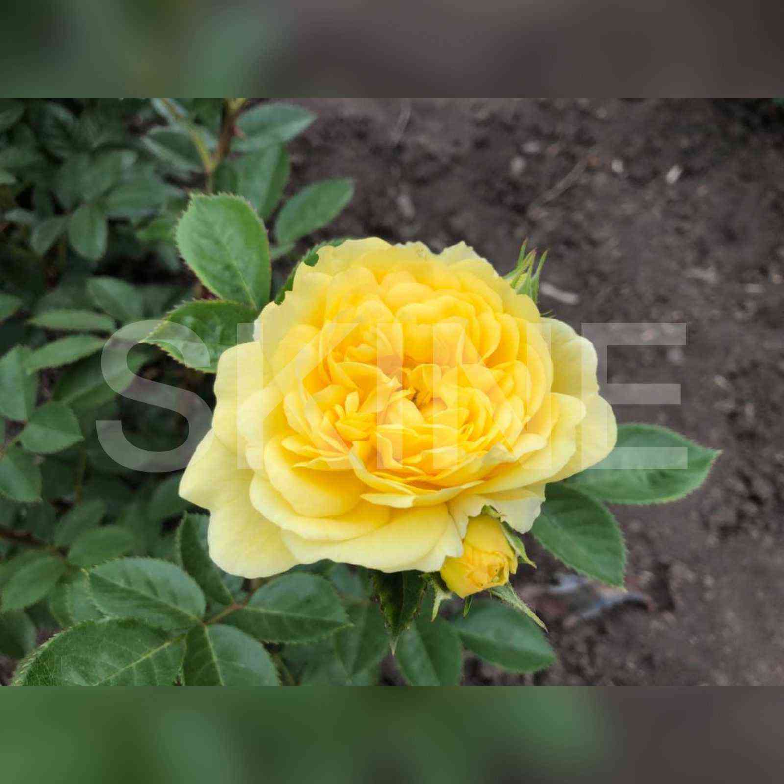 anni_dyuprej.jpg Анни Дюпрей (Anny Duperey)