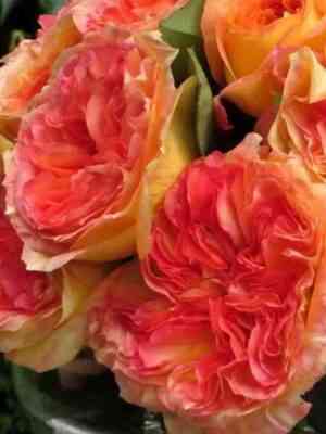 Анри Дельбар (Henri Delbard)