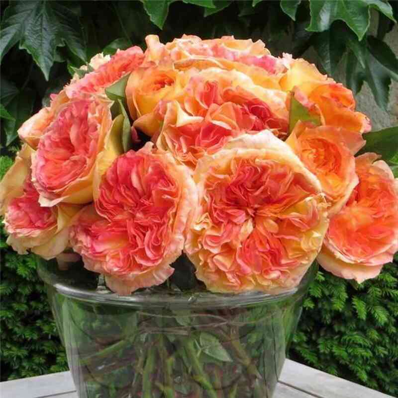 anri-delbar2.jpg Анри Дельбар (Henri Delbard)