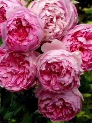 anri-lyo-sidane-henri-le-sidaner_optimized.jpg Анри лё Сиданэ (Henri le Sidaner)