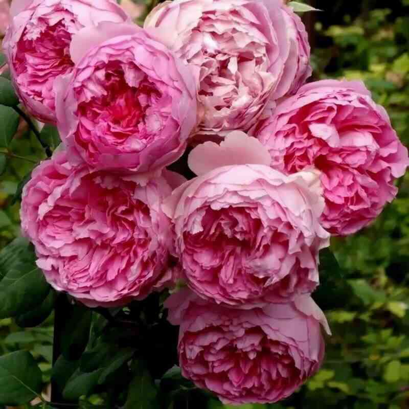 Анри лё Сиданэ (Henri le Sidaner)