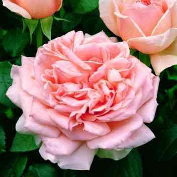 Антико Аморе (Antico Amore)