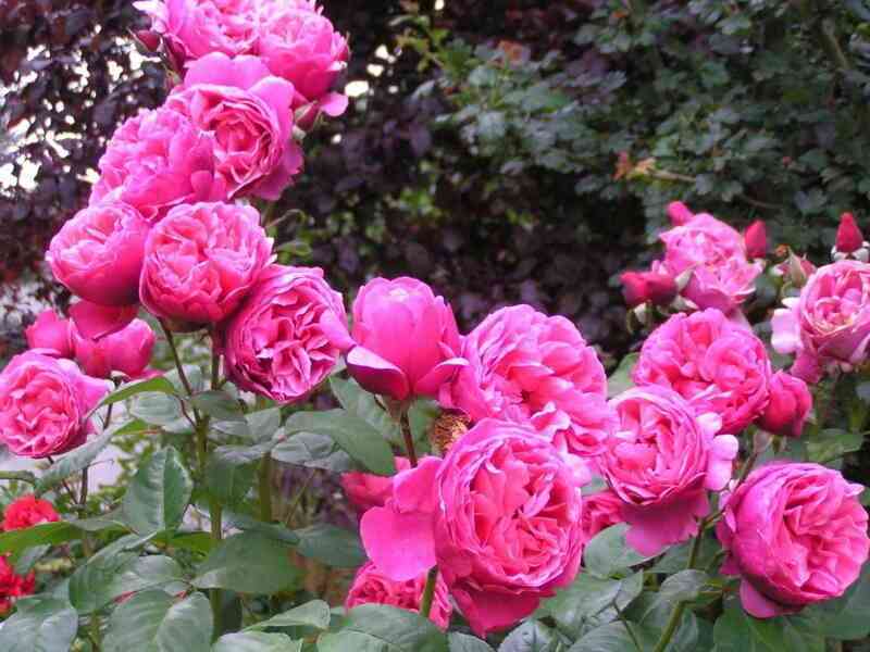 Антон Чехов/Лин Рино (Anton Tchekhov/Line Renaud)