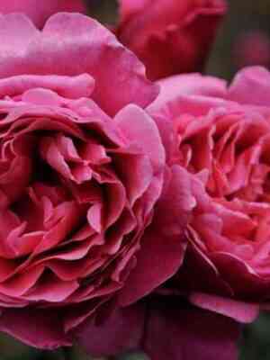 Антон Чехов/Лин Рино (Anton Tchekhov/Line Renaud)