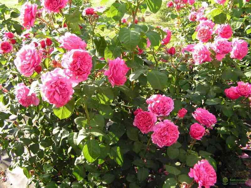 Антон Чехов/Лин Рино (Anton Tchekhov/Line Renaud)