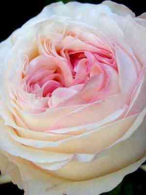 Анжи Романтика (Angie Romantica)