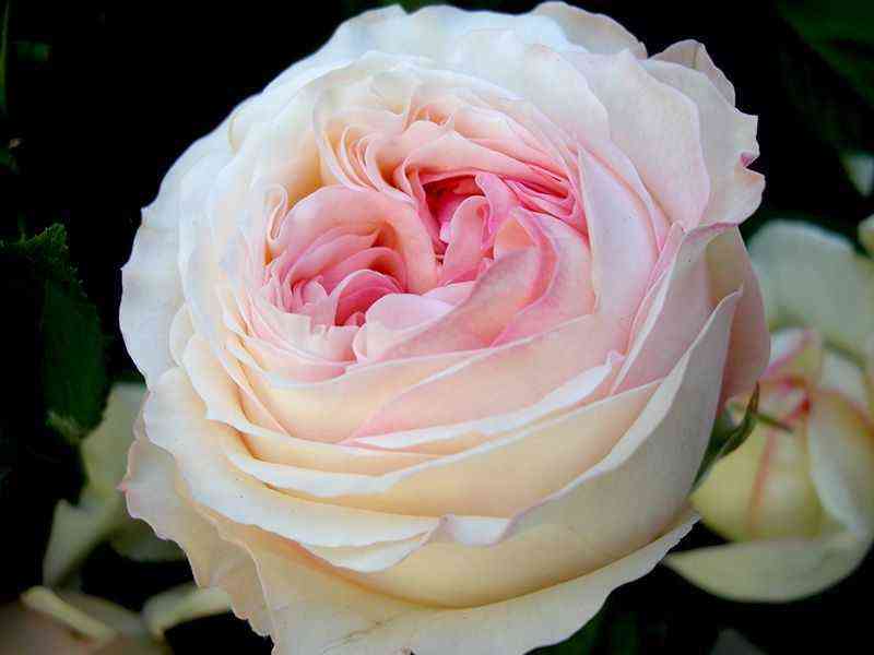 Анжи Романтика (Angie Romantica)