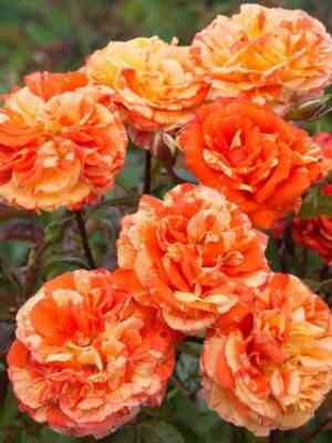 Апельсин и Лимон (Oranges and Lemons)