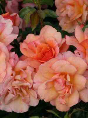 Априкола (Aprikola)