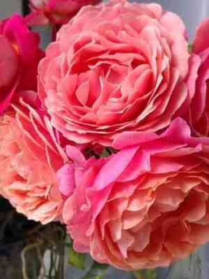 Аптаун Гёрл (Uptown Girl)