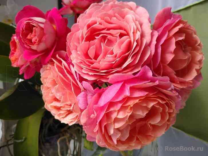 Аптаун Гёрл (Uptown Girl)